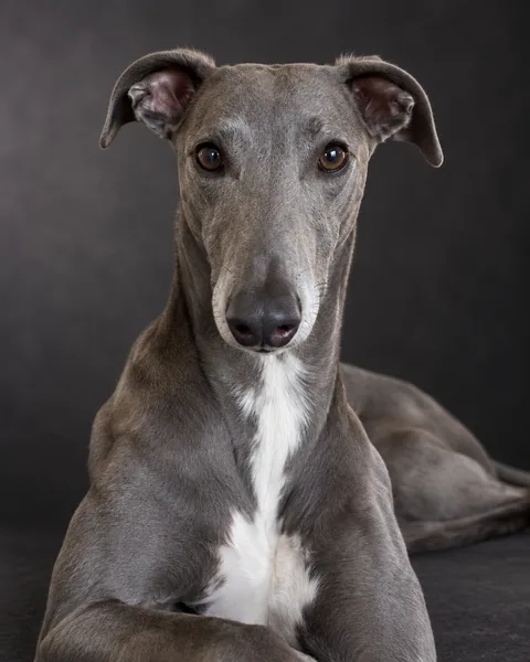Studio portrait example